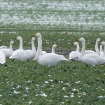 Läuten die Schwäne den Winter ein?