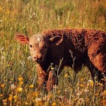 "Wölfe stellen Tierhalter vor erhebliche Probleme!"