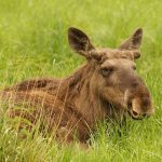 Elche im dänischen Hochmoor Lille Vildmose ausgewildert