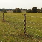 Wolfsübergriffe auf Rinder im Raum Wietzendorf (Heidekreis)