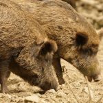 Afrikanische Schweinepest wütet weiterhin im Baltikum und in Polen