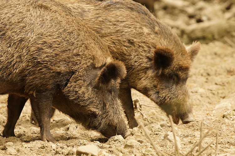 Als präventive Maßnahme gegen die Verbreitung der Afrikanischen Schweinepest wird auch eine verstärkte Bejagung der Wildschweinbestände empfohlen. Bei einem Ausbruch der Seuche sollte jedoch lokal Jagdruhe herrschen.