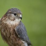 Winterzeit – Zeit für Greifvogelbeobachtungen