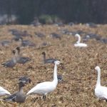 Frühjahrsvogelzug: Vogelmassen stehen jetzt in den Startlöchern