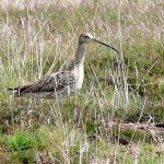 Katastrophaler Bestandsrückgang beim Großen Brachvogel