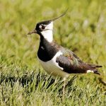 Wiesenvogelschutzprojekt am südlichen Wietingsmoor weiter erfolgreich