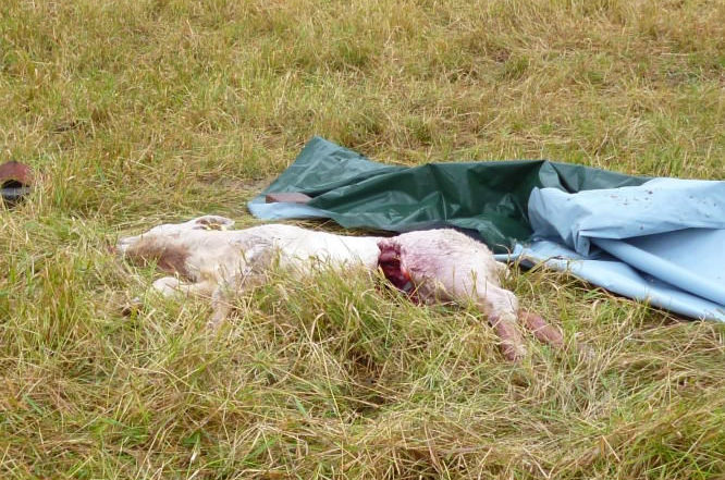 Wolfsriss bei Drebber am Großen Moor bei Barnstorf (Landkreis Diepholz)