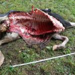 Cornau im Landkreis Diepholz: Biolandbetrieb durch das Barnstorfer Wolfsrudel in der Existenz gefährdet?