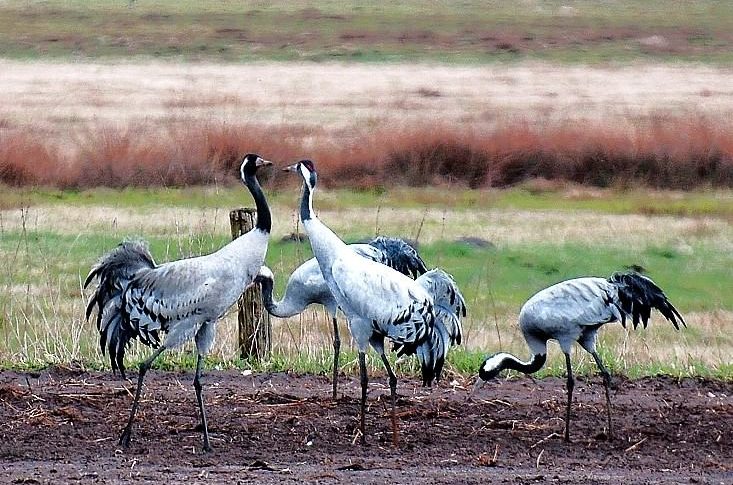 Rastende Kraniche am südlichen Wietingsmoor