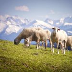 Wolfsmanagement: „An einer Bejagung führt kein Weg vorbei!“