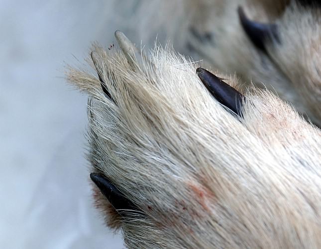 Die Krallen eines Wolfes sind normalerweise dunkelbraun bis schwarz. Helle Krallen, wie sie dieser niedersächsische Wolf zeigt, gelten als Hinweis für eine Einkreuzung von Haushunden.