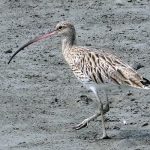 Verbot der Neonikotinoide: Geht es jetzt wieder aufwärts mit dem Großen Brachvogel?