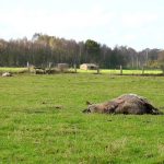 Die Weidetierhaltung ist ein unverzichtbarer Bestandteil attraktiver und artenreicher Kulturlandschaften. Ein unkontrollierter Wolfsbestand bringt sie in Bedrängnis.Das Foto zeigt zwei vom Wolf gerissene Schafe am Großen Moor bei Barnstorf (Landkreis Diepholz).