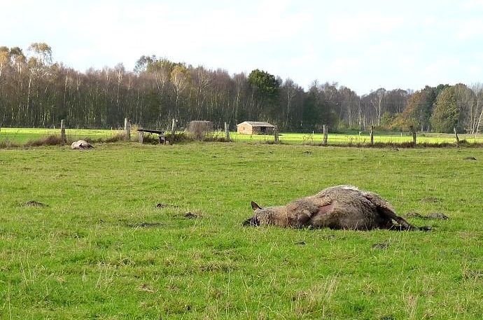 Die Weidetierhaltung ist ein unverzichtbarer Bestandteil attraktiver und artenreicher Kulturlandschaften. Ein unkontrollierter Wolfsbestand bringt sie in Bedrängnis.Das Foto zeigt zwei vom Wolf gerissene Schafe am Großen Moor bei Barnstorf (Landkreis Diepholz).