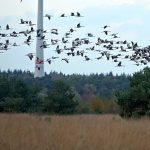 Einflug der Kraniche zum Schlafgewässer im Wietingsmoor am 21.10.19. Man kennt es schon aus anderen Jahren und kann es auch in diesem Herbst feststellen: Vermutlich durch die Dürre gab es nur wenig Nachwuchs. Das zeigt auch dieses Foto bei genauem Hinsehen. In diesem Herbst wird von einem Jungvogelanteil von etwa 5 Prozent bei den rastenden oder durchziehenden Trupps ausgegangen. Mehr als jedes zweite Kanichpaar hatte keinen Bruterfolg. Das Trockenfallen der Neststandorte begünstigt Füchse, Marderhunde und Wildschweine, die dann so manche Kranichbrut rauben. Auch dem Rückgang der Insektennahrung wird eine wichtige Bedeutung zugeschrieben.