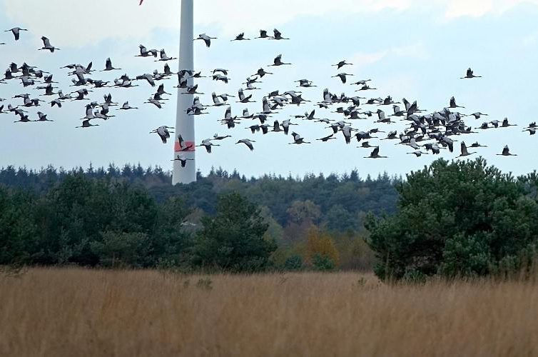 Einflug der Kraniche zum Schlafgewässer im Wietingsmoor am 21.10.19. Man kennt es schon aus anderen Jahren und kann es auch in diesem Herbst feststellen: Vermutlich durch die Dürre gab es nur wenig Nachwuchs. Das zeigt auch dieses Foto bei genauem Hinsehen. In diesem Herbst wird von einem Jungvogelanteil von etwa 5 Prozent bei den rastenden oder durchziehenden Trupps ausgegangen. Mehr als jedes zweite Kanichpaar hatte keinen Bruterfolg. Das Trockenfallen der Neststandorte begünstigt Füchse, Marderhunde und Wildschweine, die dann so manche Kranichbrut rauben. Auch dem Rückgang der Insektennahrung wird eine wichtige Bedeutung zugeschrieben.