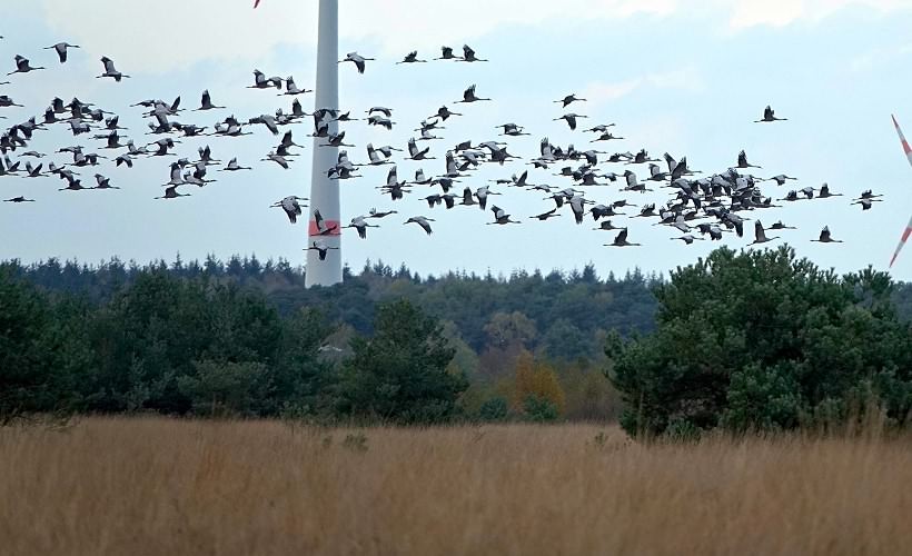 Einflug der Kraniche zum Schlafgewässer im Wietingsmoor am 21.10.19. Man kennt es schon aus anderen Jahren und kann es auch in diesem Herbst feststellen: Vermutlich durch die Dürre gab es nur wenig Nachwuchs. Das zeigt auch dieses Foto bei genauem Hinsehen. In diesem Herbst wird von einem Jungvogelanteil von etwa 5 Prozent bei den rastenden oder durchziehenden Trupps ausgegangen. Mehr als jedes zweite Kanichpaar hatte keinen Bruterfolg. Das Trockenfallen der Neststandorte begünstigt Füchse, Marderhunde und Wildschweine, die dann so manche Kranichbrut rauben. Auch dem Rückgang der Insektennahrung wird eine wichtige Bedeutung zugeschrieben.