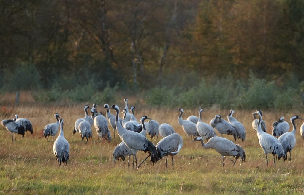 Auch in diesem Rasttrupp im Wietingsmoor im Oktober 2020 feststellbar: Der geringe Jungvogelanteil.