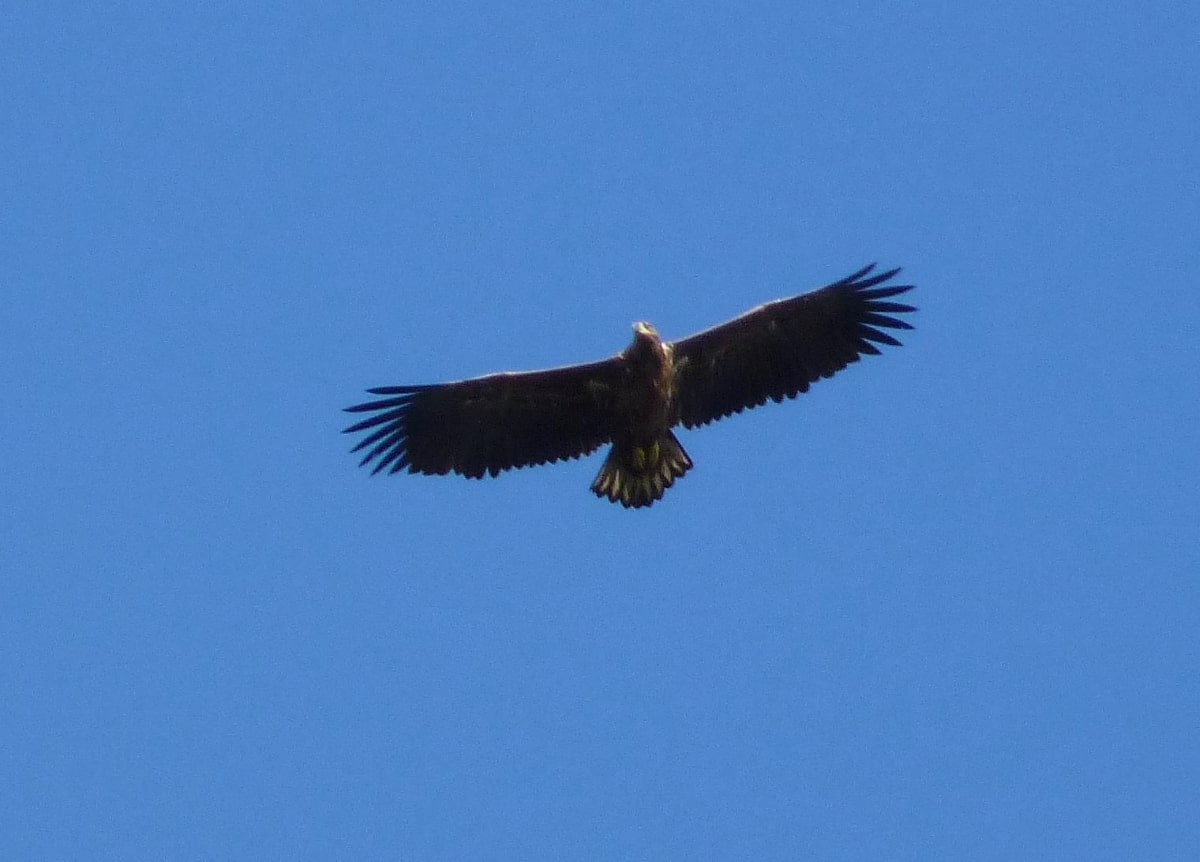 Wintergast oder einheimischer Jungvogel? Junge Seeadler sind von den Altvögeln aufgrund des dunklen Gefieders und der dunklen Schnabelfärbung auch große Entfernunngen gut von den Altvögeln zu unterscheiden. Mitteleuropäische Altvögel sind standorttreu. Die diesjährigen Jungvögel ziehen schon früh nach der Brutzeit süd- oder südwestwärts.