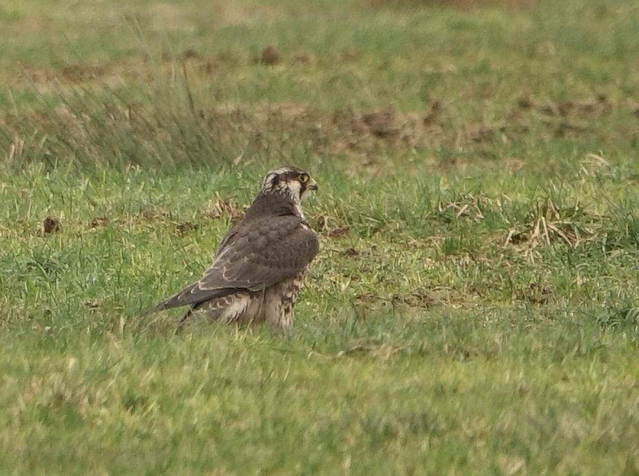Junger Wanderfalke im Wietingsmoor am 27.12.2021. Mitteleuropäische Wanderfalken ernähren sich zu einem Drittel von Tauben, aber auch von Kiebitzen und Feldlerchen. Bei einer Wanderfalkenfamilie muss mit dem Verlust von 20 bis 30 Kiebitzen pro Jahr gerechnet werden.
